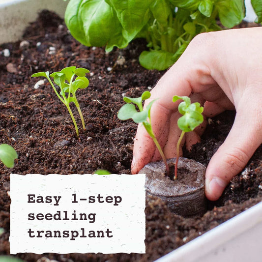 Jiffy Pellets - Peat Pellets for Seed Starting