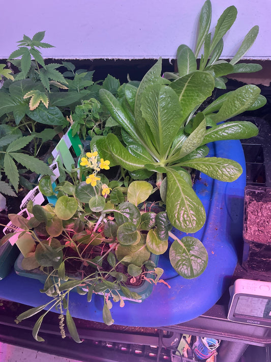 Indoor growing vegetable and cannabis starts