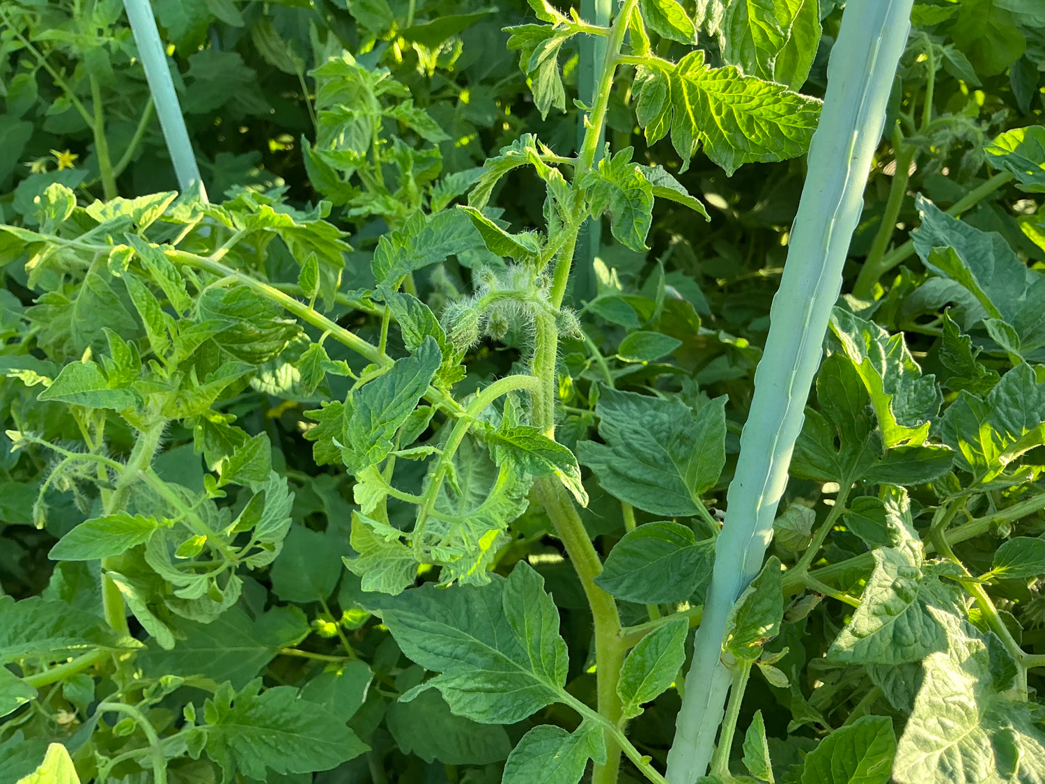 GREEN VEGETATIVE GROWTH