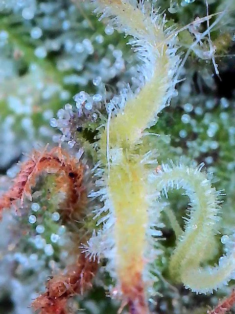 FLOWERING & FRUITING