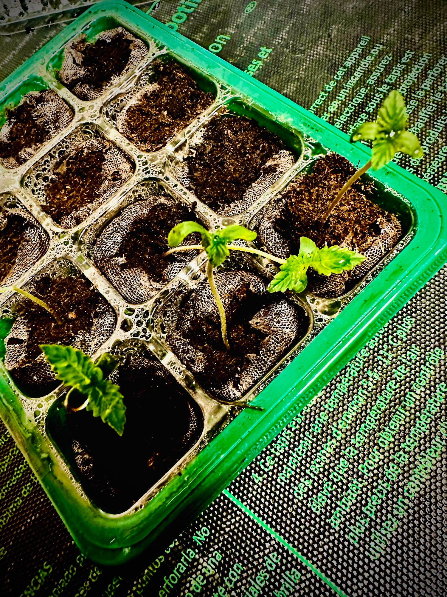 GERMINATION & PROPOGATION