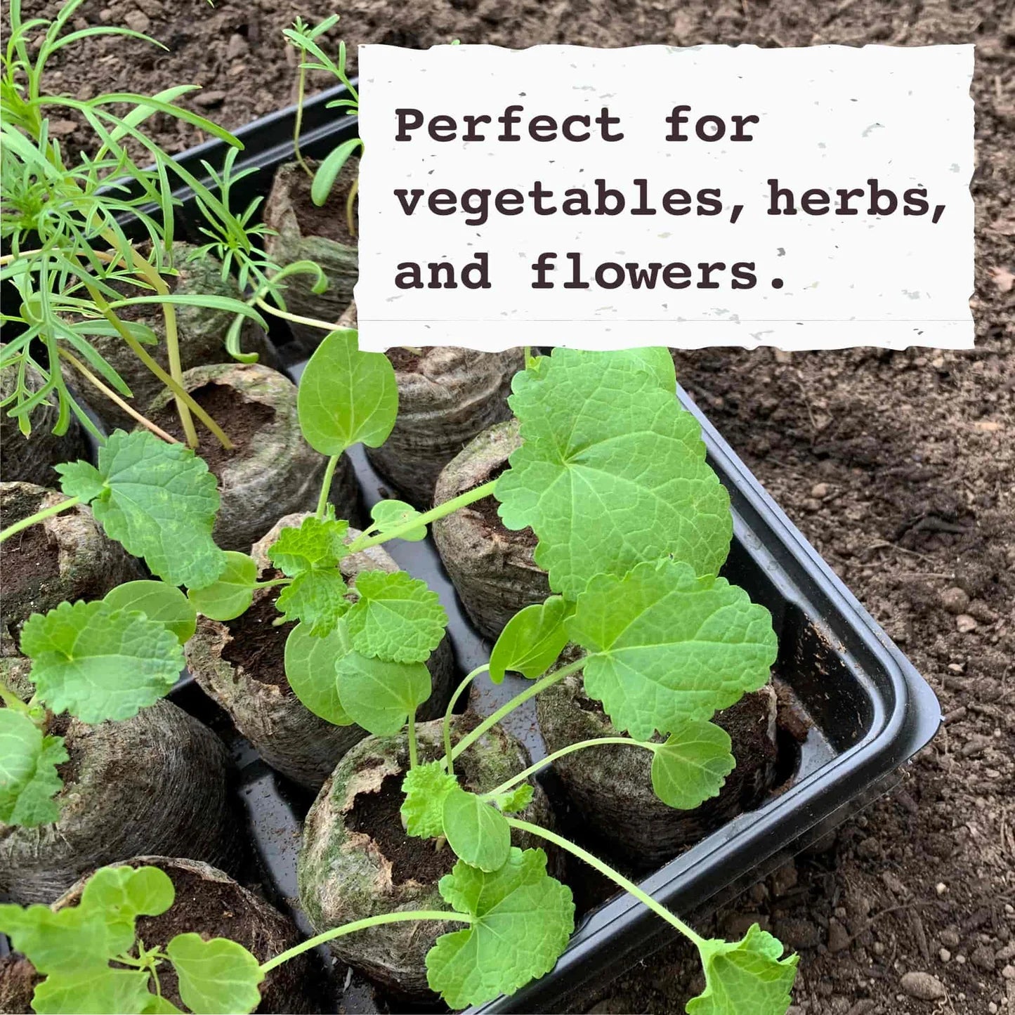 Jiffy Pellets - Peat Pellets for Seed Starting