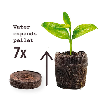 Jiffy Pellets - Peat Pellets for Seed Starting