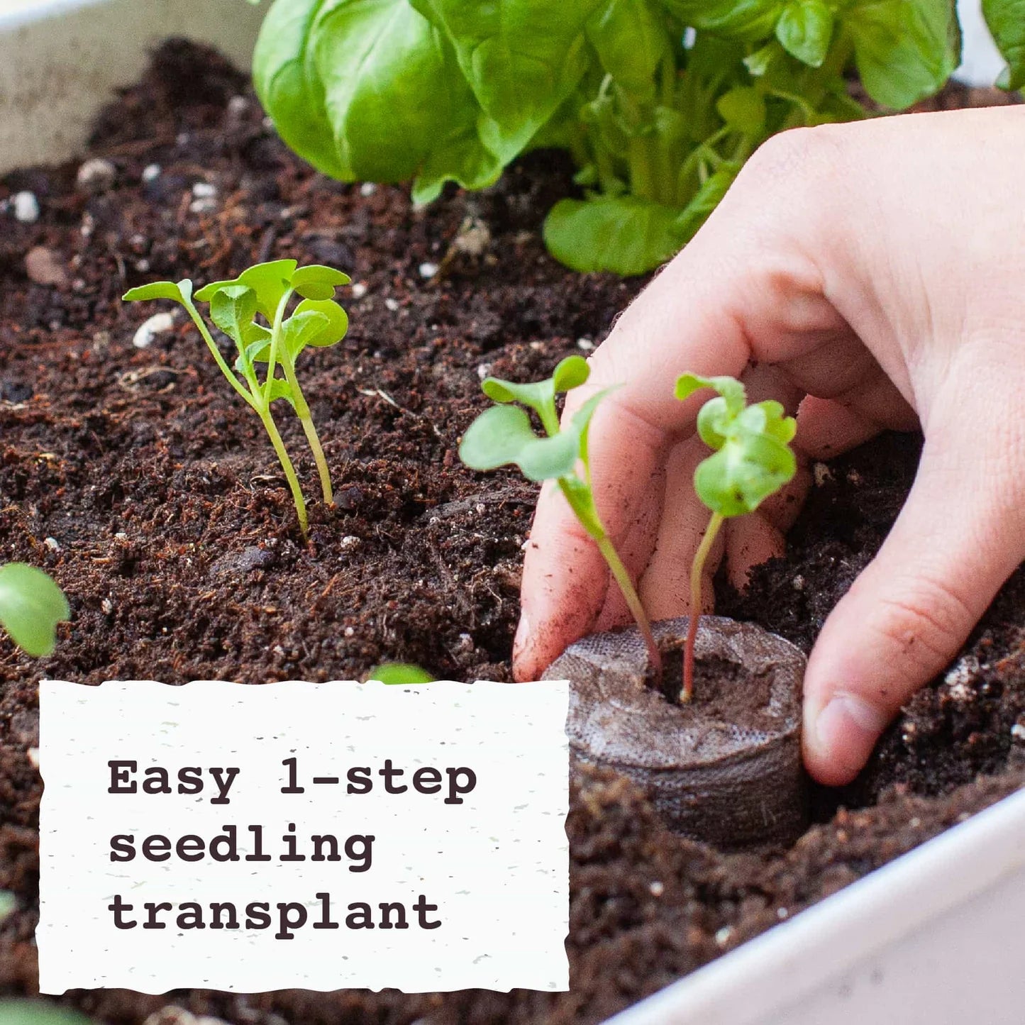 Jiffy Pellets - Peat Pellets for Seed Starting