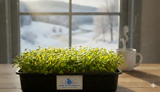 Ancient Eastern Blend – Organic "Living Sunshine(TM)" Microgreens